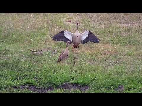 Djuma: Egyptian Goose family with seven goslings - 07:19 - 01/04/20