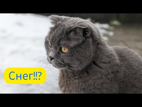 Кот впервые в жизни видит снег! Cat and snow - first reaction