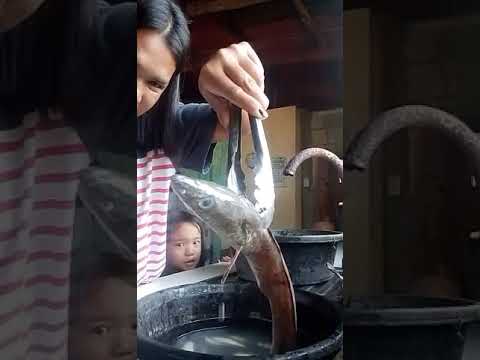 Snake fish 🐽🐟 #music #beats #deephouse