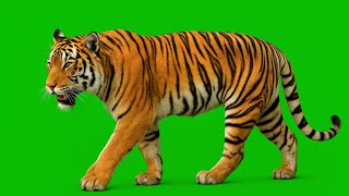 Download lagu Tiger green screen // how to use green screen // #trending #viralvideo #tiger mp3