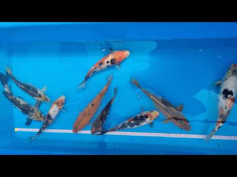 Video pregled koi ribe