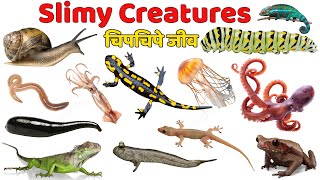 20 Slimy Creatures for Kids 🐌 | Learn Wiggly Animals & Fun Facts | Educational Video for Toddlers