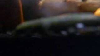 j&#39;en reste là clip