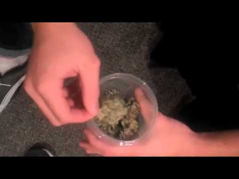 Buying Cannabis choosing sticky, frosty, dank buds in the studio on HashbarTV