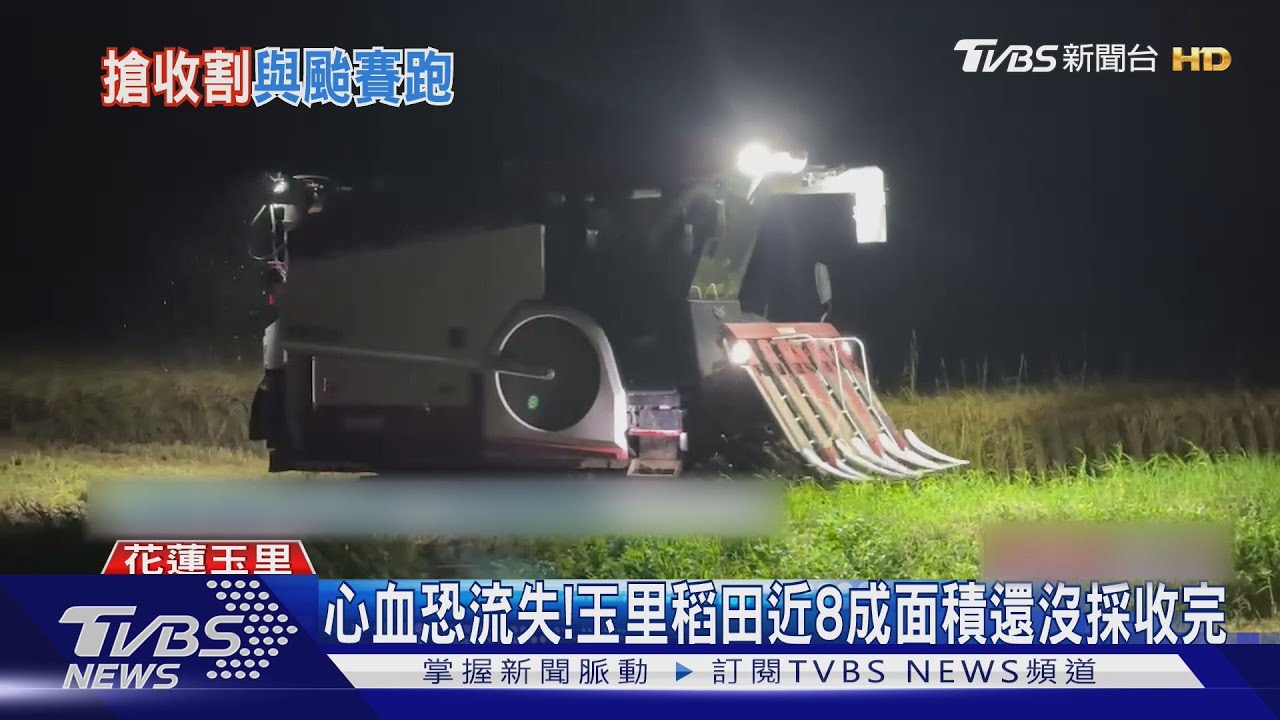 心血恐流失! 玉里稻田近8成面積還沒採收完
