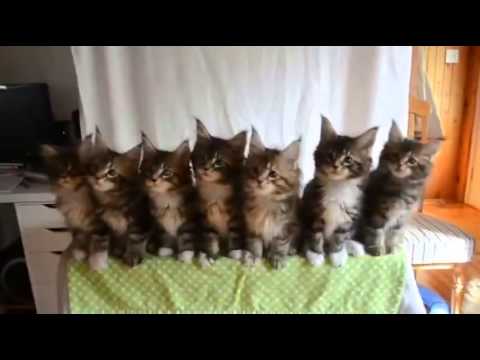 বেড়ালের কোরিওগ্রাফি (www.natunsomoy.com)