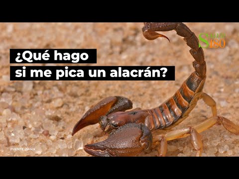 ¿Qué hago si me pica un alacrán? | Salud180