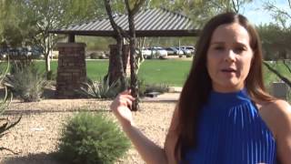 preview picture of video 'Desert Ridge Realtor describes living in Desert Ridge in Phoenix AZ'