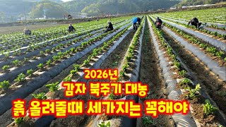 감자밭 북주기 대농 광지실  감물감자 괴산감자 북줄때 주의 세가지 괴산군민 유튜브 크리에이터 괴산군 감물면 …