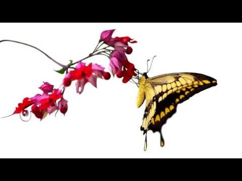 WPR2 (Schuldrecht AT) - 265/369 - Vertragshaftung - Aufwendungsersatz