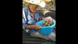 los razos a mi padre