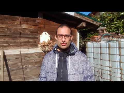 Natural remedies against the Colorado potato beetle