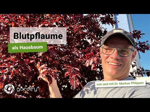 Blutpflaume als Hausbaum; Baumschnitt im Frühjahr und Jahresverlauf | gardify Tipps