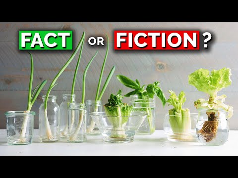 Can You Really Grow ANYTHING From Kitchen Scraps?