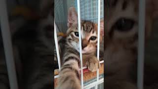 [閒聊] 第一人稱被貓貓騷擾視角