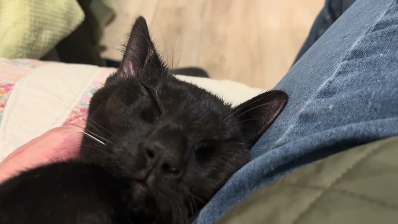 Enlarge Binx My Baby Boy, a hold Domestic Short Hair in Eagle Point, OR video 6/6