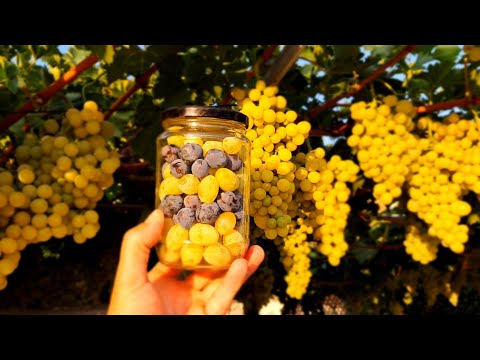 Family Tradition: Preserving Grapes for Winter for 60 Years