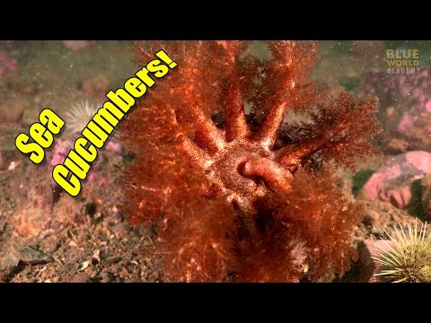 Sea Cucumbers | BLUE WORLD ACADEMY