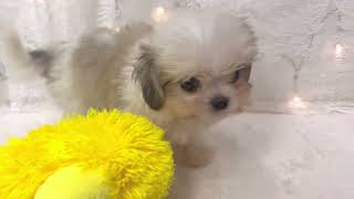 ハーフ犬の動画01