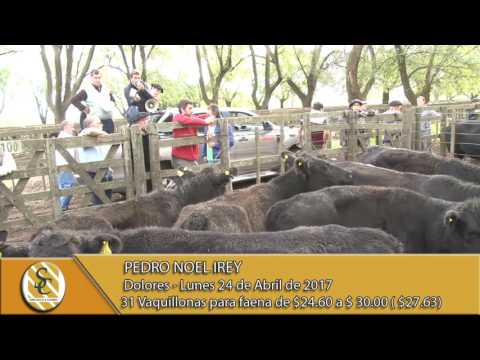 24-04-17 Venta hacienda al kilo - Pedro Noel Irey - Dolores