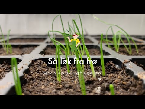 Så løk i et druebeger