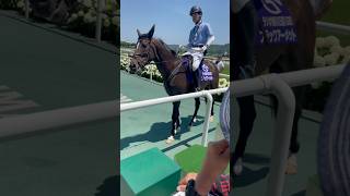 ブラックアーメントと誘導馬騎手のお茶目シーン #競馬