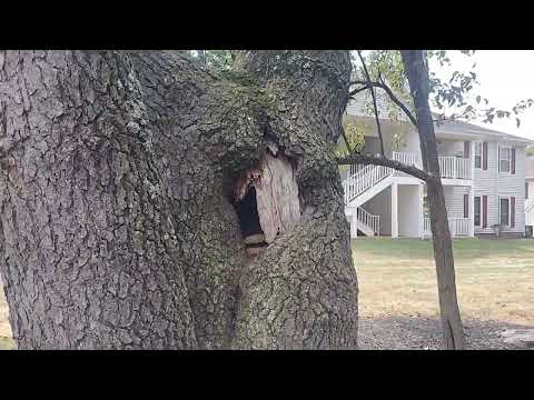 Opening in a Tree Has European Hornets in It...