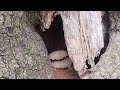 Opening in a Tree Has European Hornets in It in Neshanic Station, NJ