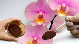 🔥👍 Nur 1 Teelöffel bringt eine Orchidee auf magische Weise zum Blühen mit vielen Blüten.