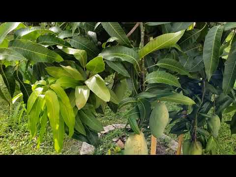My Valencia Pride Mango tree