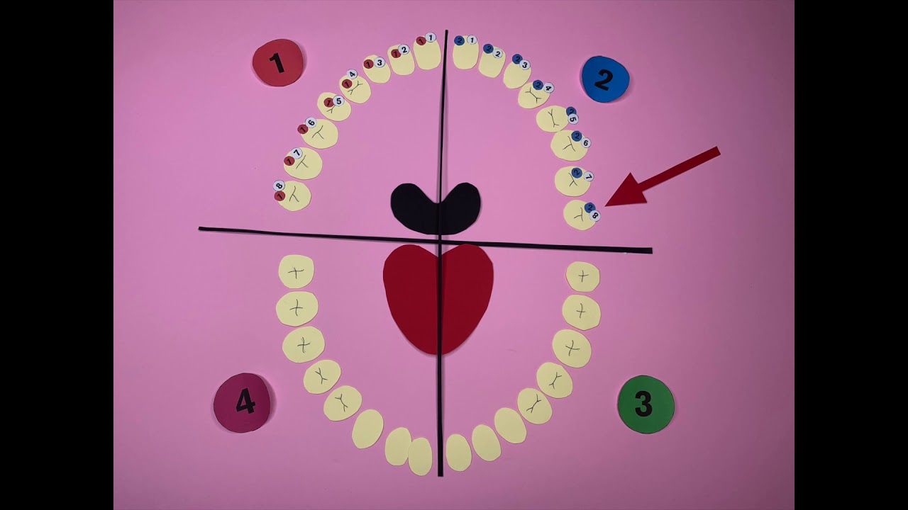 La numerazione dei denti