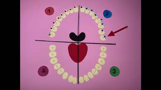 La numerazione dei denti