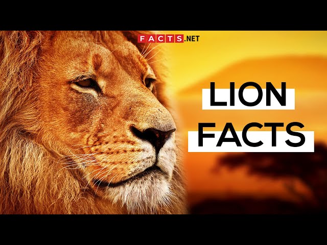 70 Roaring Lion Facts That You Never Knew About