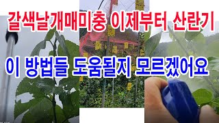 갈색날개매미충 이제부터 산란기.이 방법들 도움될지 모르겠어요.-과수 병해충 방제. 갈색날개매미충 방제, 갈색…