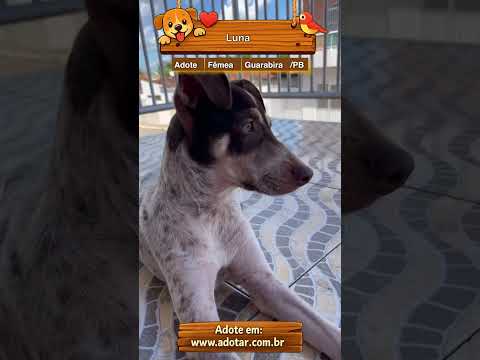 Vídeo de Luna