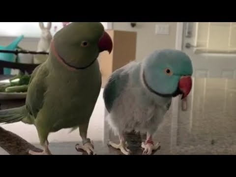 Parrots Talk to Each Other Like Humans - Incredible!