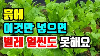 채소심은 흙에 이것만 넣으면 벌레 얼씬도 못해요 매일먹는 채소에 사용하기 좋아요.