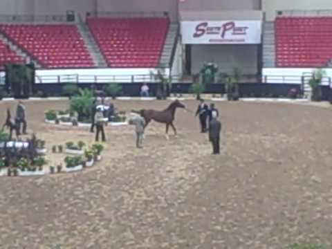 STALLIONAIRES MARE "PETITE PSYRAH" AT LAS VEGAS SHOW