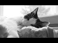James Taylor - Blossom (Lyrics) [HD]