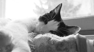 James Taylor - Blossom (Lyrics) [HD]