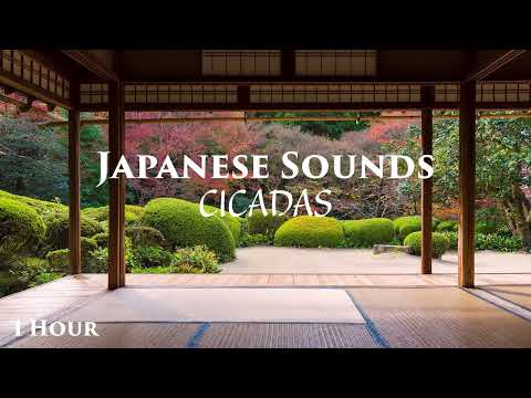 1 HOUR of Cicada Sounds | Japanese Cicadas in Summer | Sleep Study Work Meditate Yoga Relax
