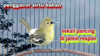 Download lagu Suara Burung Sirtu/Cipoh Gacor Memanggil Lawan || Sirtu Gacor Ngetir Ampuh Untuk Pancingan mp3 Download lagu Suara Burung Sirtu/Cipoh Gacor Memanggil Lawan || Sirtu Gacor Ngetir Ampuh Untuk Pancingan mp3