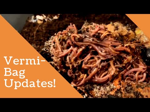 Sweet Potato Parties in the VermiBags + Fungus Gnat Problems #vermibag