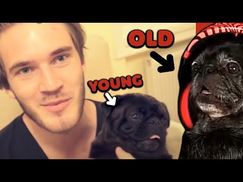My Dog Reacts To Himself.. (failed)e