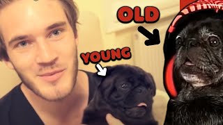 Dude its not 99 it is nine nine - My Dog Reacts To Himself.. (failed)