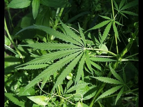 MI Medical Marijuana Revenues Over $10 Million