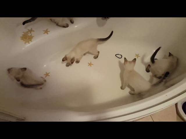Thai Cats Viosna PL - Bawić można się wszędzie