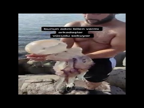 Guy Hugs A Jellyfish | The Darwin Awards