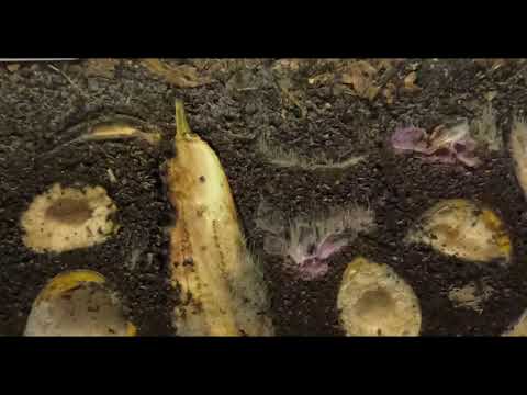 (first) time-lapse fruit for the worms. aubergine / eggplant best. 24 days
