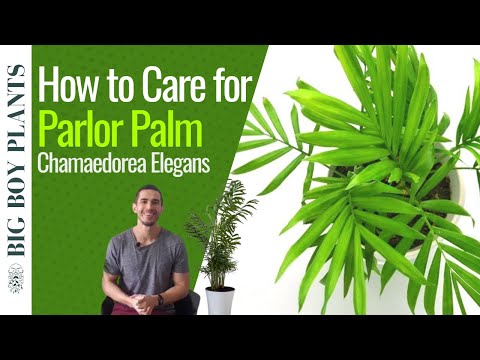 Parlor Palm Care 101 (Chamaedorea Elegans)